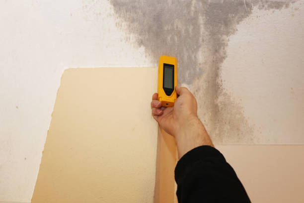 Best Mold Damage Restoration  in Ocean Gate, NJ