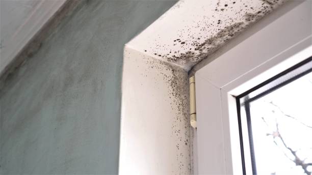 Mold Documentation for Insurance Claims in Ocean Gate, NJ