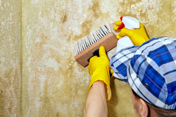Best Mold Prevention Services  in Ocean Gate, NJ