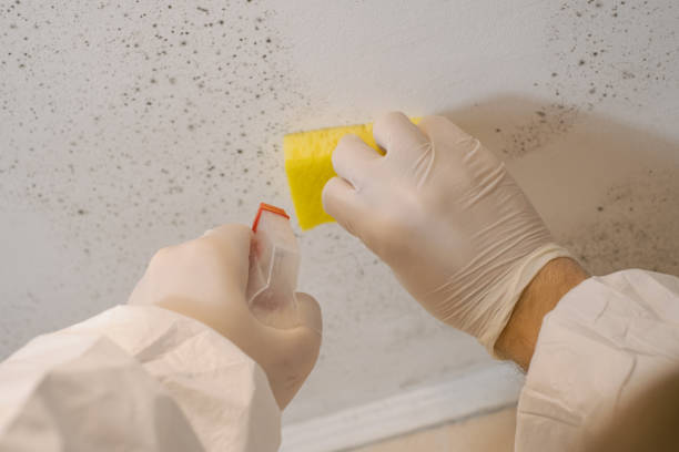  Ocean Gate, NJ Mold Removal Pros
