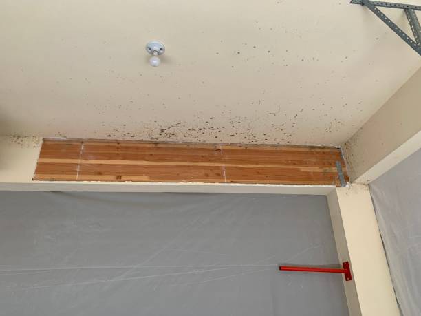 Best Black Mold Removal  in Ocean Gate, NJ