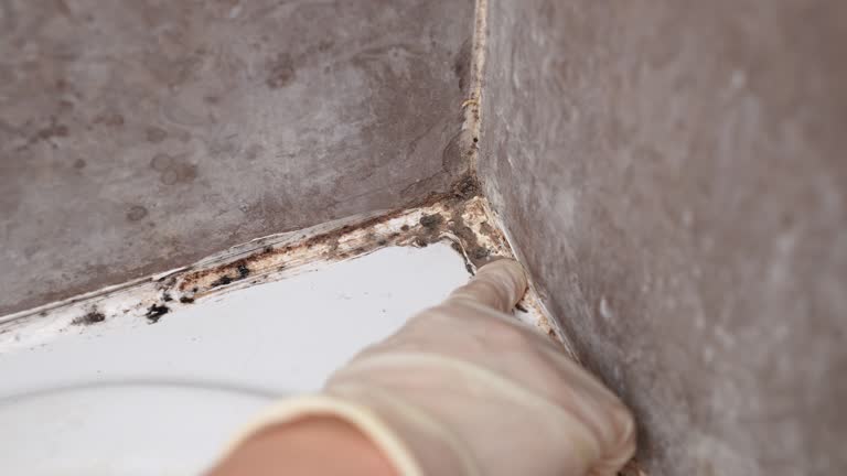 Best Comprehensive Air Testing for Mold Contaminants  in Ocean Gate, NJ